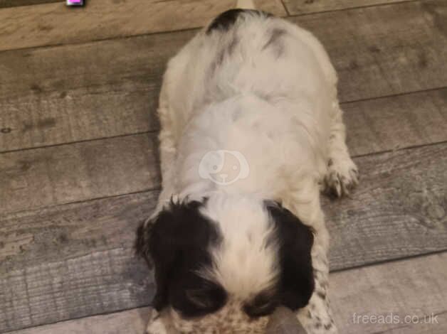 2 Female Cocker Spaniel Puppies for sale in Leven, Fife - Image 4