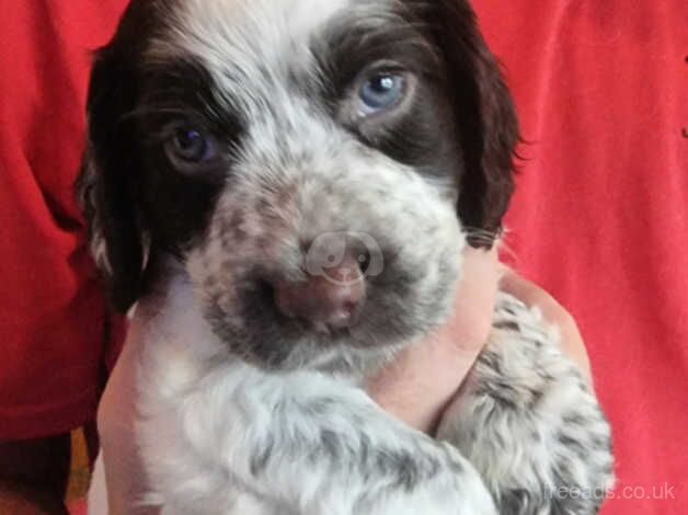 2 Female Cocker Spaniel Puppies for sale in Leven, Fife - Image 5