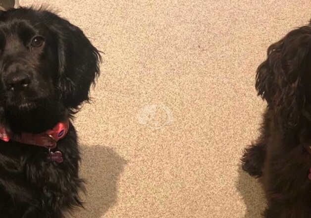 2 female cocker spaniels pet home only for sale in Llangollen, Denbighshire