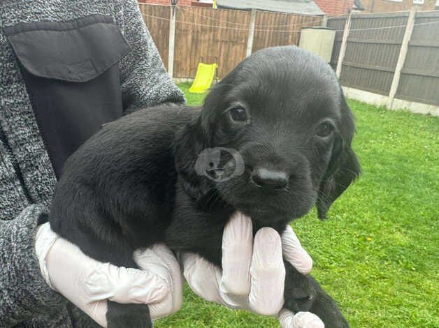 2 girl cocker spaniel pups for sale in Leigh, Greater Manchester