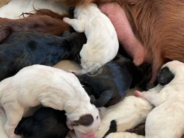 2 girl cocker spaniel pups for sale in Leigh, Greater Manchester - Image 3