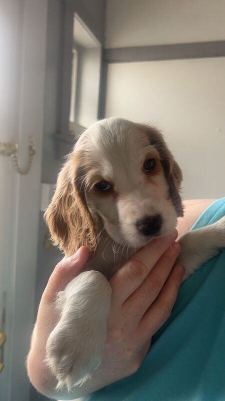 2 girl kc cocker spaniels left, ready anytime for sale in Dumfries and Galloway