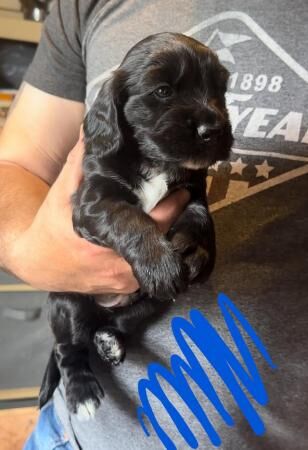 2 gorgeous chunk cocker spaniel pups available for sale in Shrewsbury, Shropshire