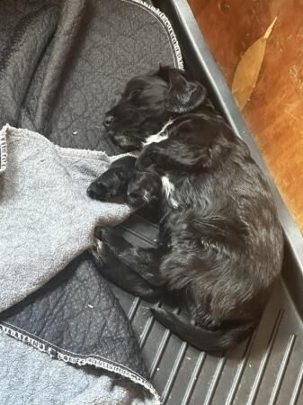 2 gorgeous chunk cocker spaniel pups available for sale in Shrewsbury, Shropshire - Image 2