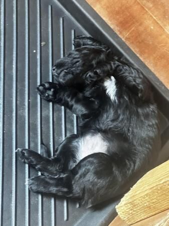 2 gorgeous chunk cocker spaniel pups available for sale in Shrewsbury, Shropshire - Image 3