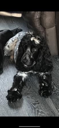 2 gorgeous chunk cocker spaniel pups available for sale in Shrewsbury, Shropshire - Image 4