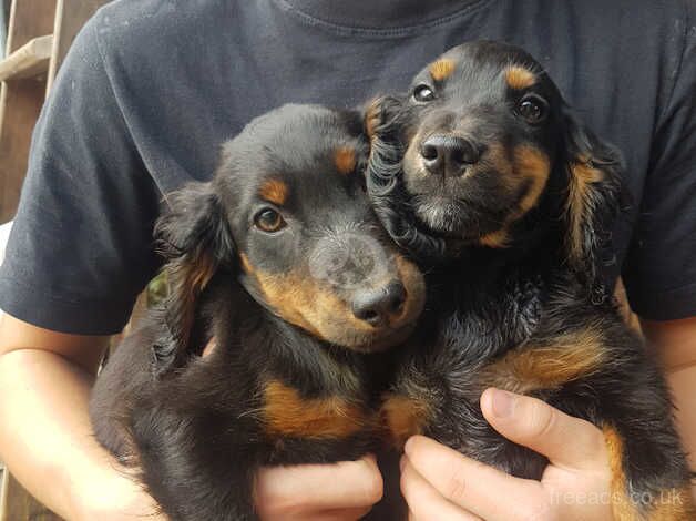 2 K C Cocker Spaniel Boy Puppies! for sale in Peterborough, Cambridgeshire