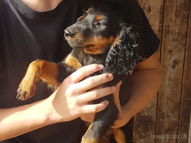 2 K C Cocker Spaniel Boy Puppies! for sale in Peterborough, Cambridgeshire - Image 2