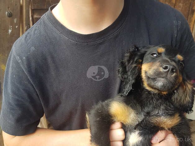 2 K C Cocker Spaniel Boy Puppies! for sale in Peterborough, Cambridgeshire - Image 3