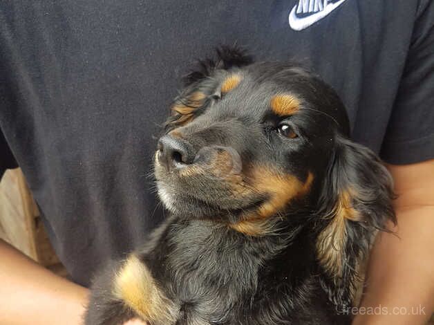 2 K C Cocker Spaniel Boy Puppies! for sale in Peterborough, Cambridgeshire - Image 4