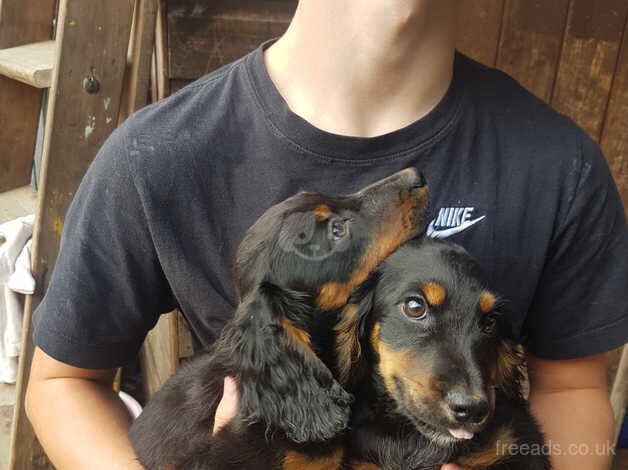 2 K C Cocker Spaniel Boy Puppies! for sale in Peterborough, Cambridgeshire - Image 5