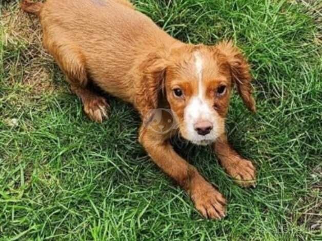 2 kc male cocker puppies for sale in Stourport-on-Severn, Worcestershire