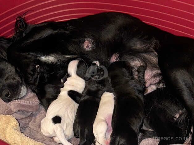 Cocker spaniel puppiea for sale in Droitwich, Worcestershire - Image 1