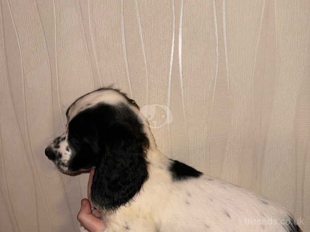 Cocker spaniel puppiea for sale in Droitwich, Worcestershire - Image 3