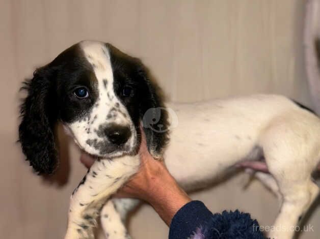 Cocker spaniel puppiea for sale in Droitwich, Worcestershire - Image 5