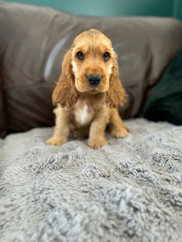 1 male show kc registered show cocker spaniel for sale in Worksop, Nottinghamshire