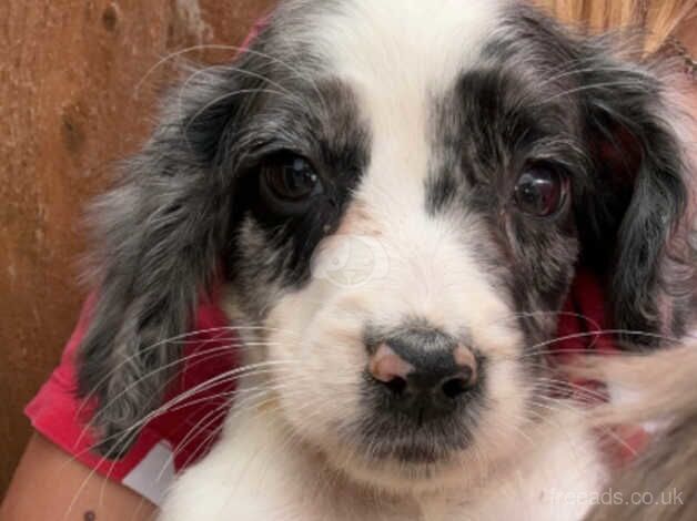 2 merle cocker spaniel puppys for sale in Castleford, West Yorkshire