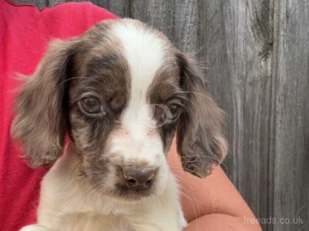 2 merle cocker spaniel puppys for sale in Castleford, West Yorkshire - Image 2