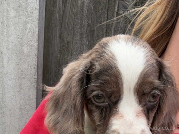 2 merle cocker spaniel puppys for sale in Castleford, West Yorkshire - Image 3