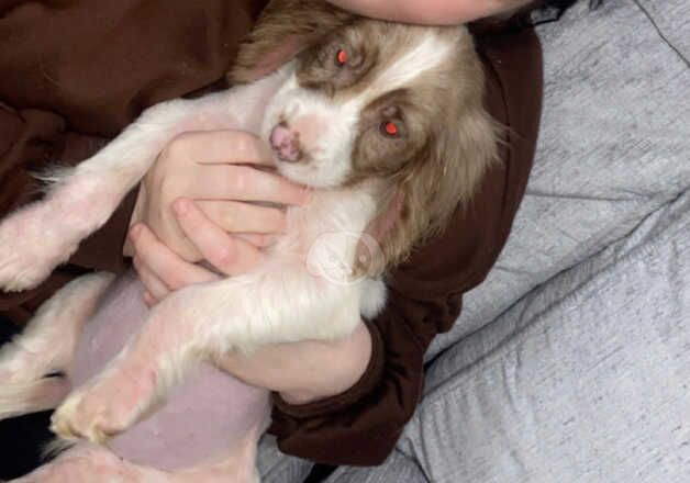 2 puppies 9 weeks old boy & girls merl for sale in Blyth, Northumberland