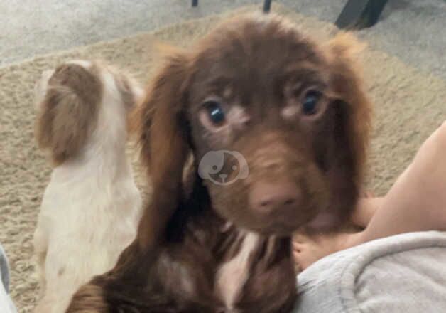 2 puppies 9 weeks old boy & girls merl for sale in Blyth, Northumberland - Image 2