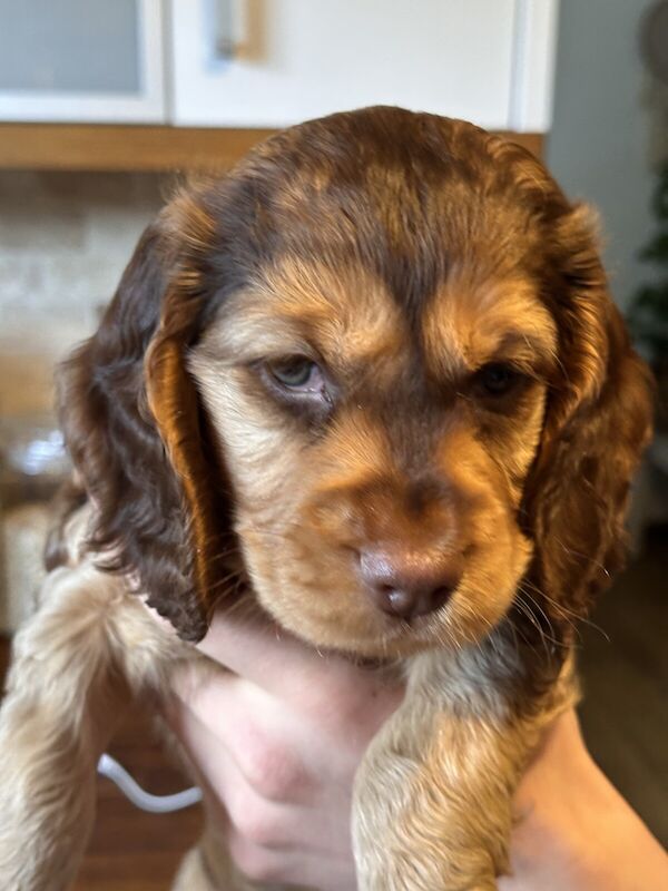 2 show Cocker Spaniel puppies for sale in Barnsley, South Yorkshire