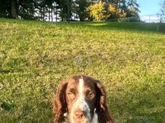 2 Stunning Cocker Spaniels Left for sale in Dundee, Dundee City - Image 4