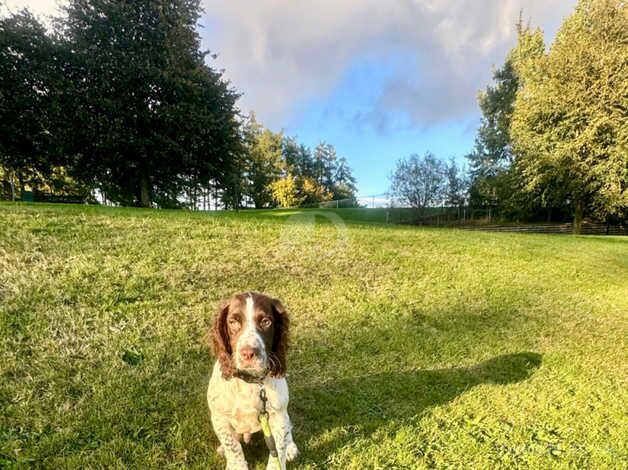 2 Stunning Cocker Spaniels Left for sale in Dundee, Dundee City - Image 5