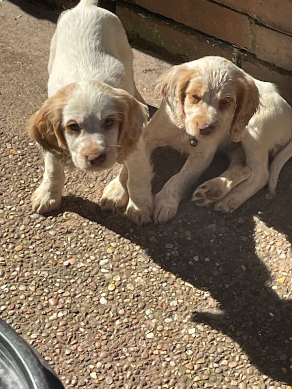 2 working cocker spaniels left for sale in Worksop, Nottinghamshire