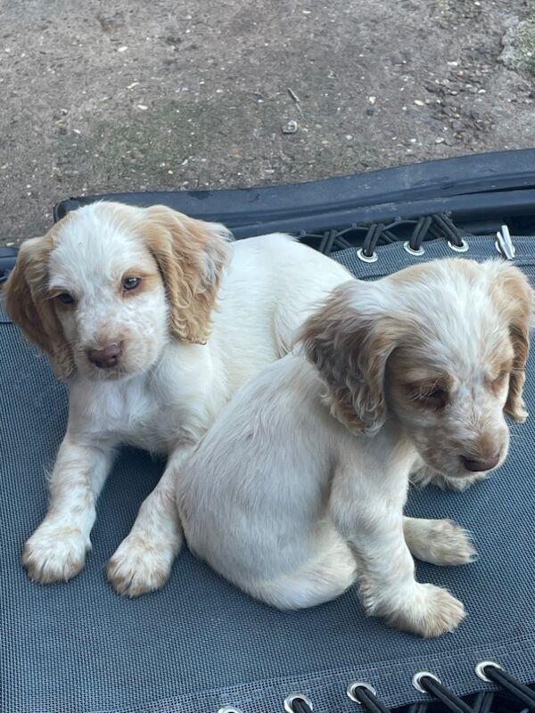 2 working cocker spaniels left for sale in Worksop, Nottinghamshire - Image 2