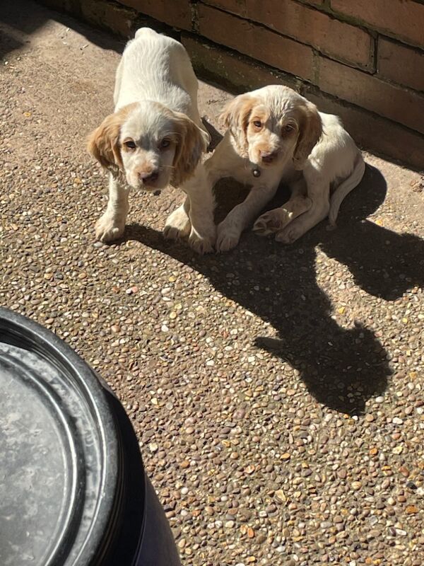 2 working cocker spaniels left for sale in Worksop, Nottinghamshire - Image 3