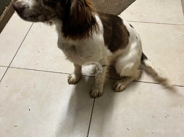 2 year old female cocker spaniel for sale in Bridgend, Bridgend - Image 1