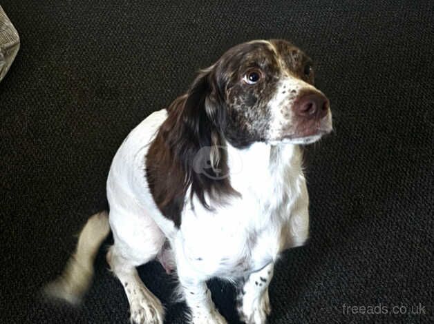 2 year old female cocker spaniel for sale in Bridgend, Bridgend - Image 2