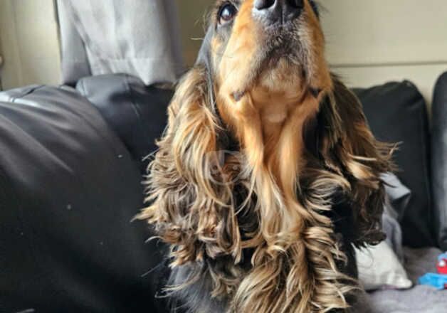 2 year old male Cocker Spaniel for sale in Harlow, Essex - Image 2