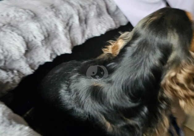 2 year old male Cocker Spaniel for sale in Harlow, Essex - Image 4