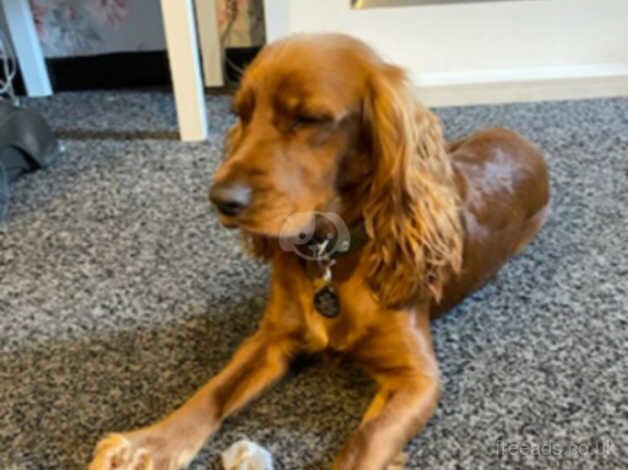 2 year old red male cocker spaniel for sale in Widnes, Cheshire