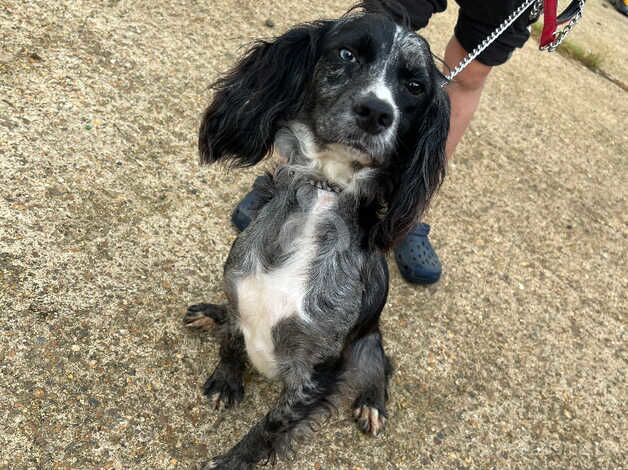 2 year old spaniel girl for sale in Chelmsford, Essex - Image 1