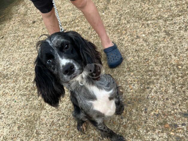 2 year old spaniel girl for sale in Chelmsford, Essex - Image 2