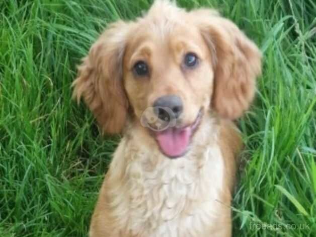 2 yr old Female cocker spaniel for sale in Wellington, Cumbria