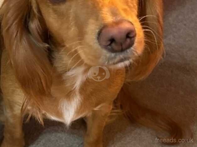 2year old cocker spaniel girl for sale in Barnsley, South Yorkshire