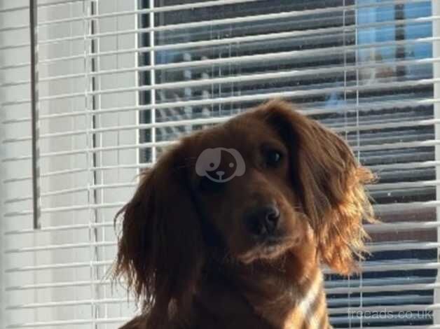 2year old cocker spaniel girl for sale in Barnsley, South Yorkshire - Image 2