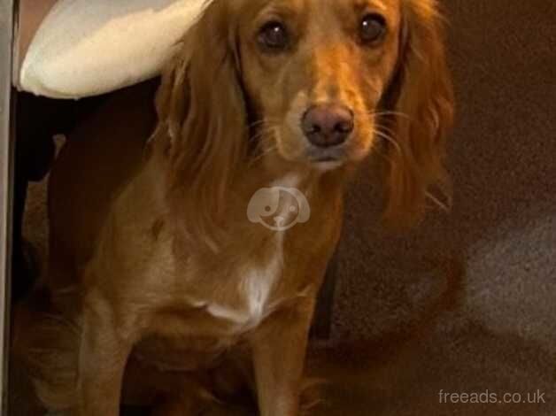 2year old cocker spaniel girl for sale in Barnsley, South Yorkshire - Image 3