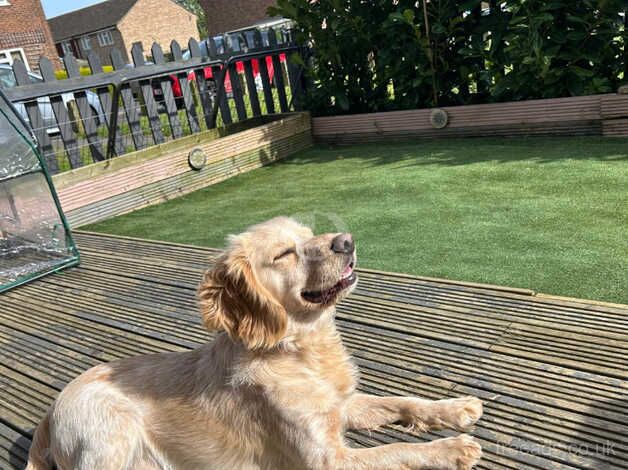 2yr old golden cocker spaniel for sale in Canterbury, Kent - Image 1