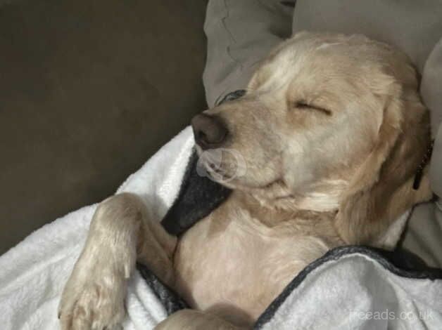 2yr old golden cocker spaniel for sale in Canterbury, Kent - Image 2