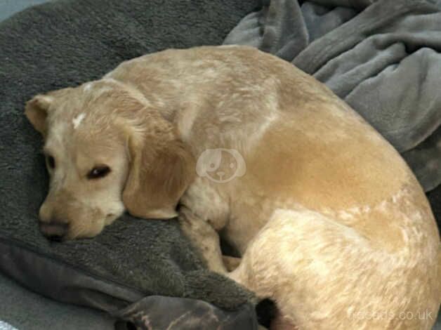 2yr old golden cocker spaniel for sale in Canterbury, Kent - Image 3