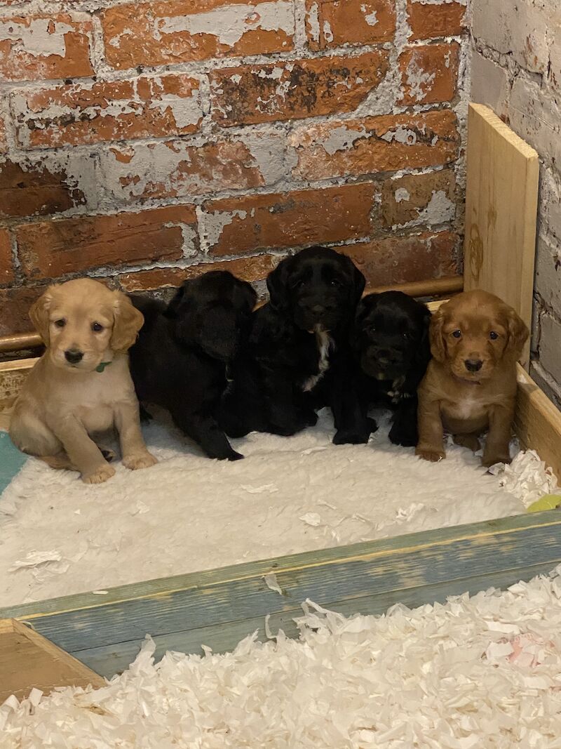 3/4 Cocker Spaniel - F1b Cockapoo Puppies for sale in Ripon, North Yorkshire - Image 3