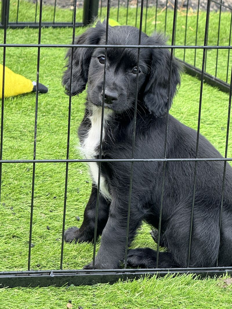 3/4 Cocker Spaniel - F1b Cockapoo Puppies for sale in Ripon, North Yorkshire