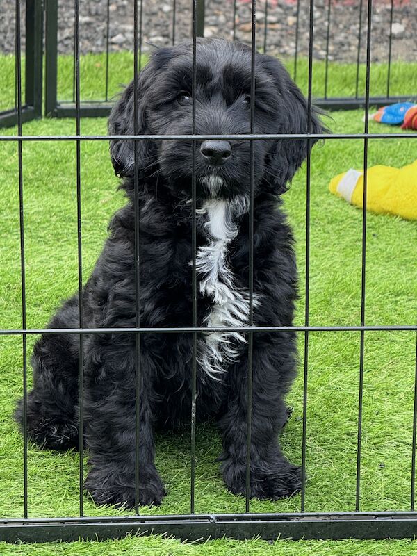 3/4 Cocker Spaniel - F1b Cockapoo Puppies for sale in Ripon, North Yorkshire - Image 2