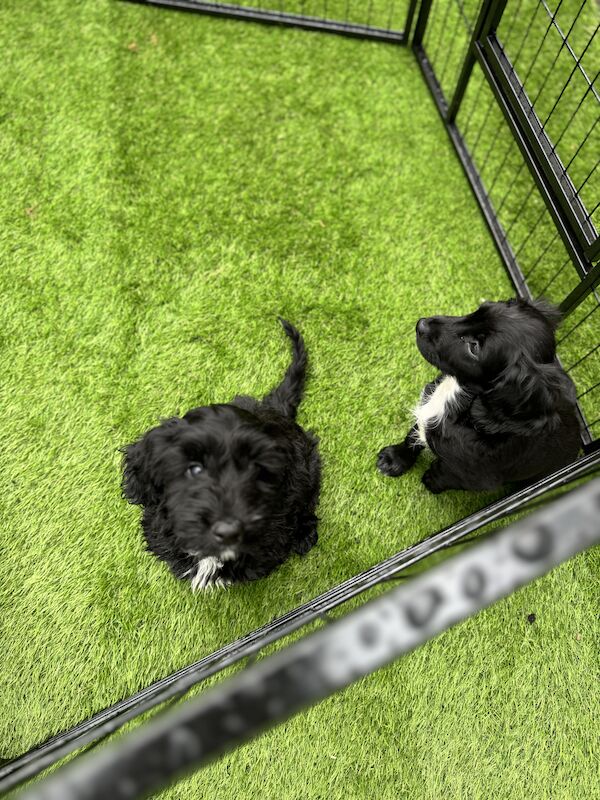 3/4 Cocker Spaniel - F1b Cockapoo Puppies for sale in Ripon, North Yorkshire - Image 5