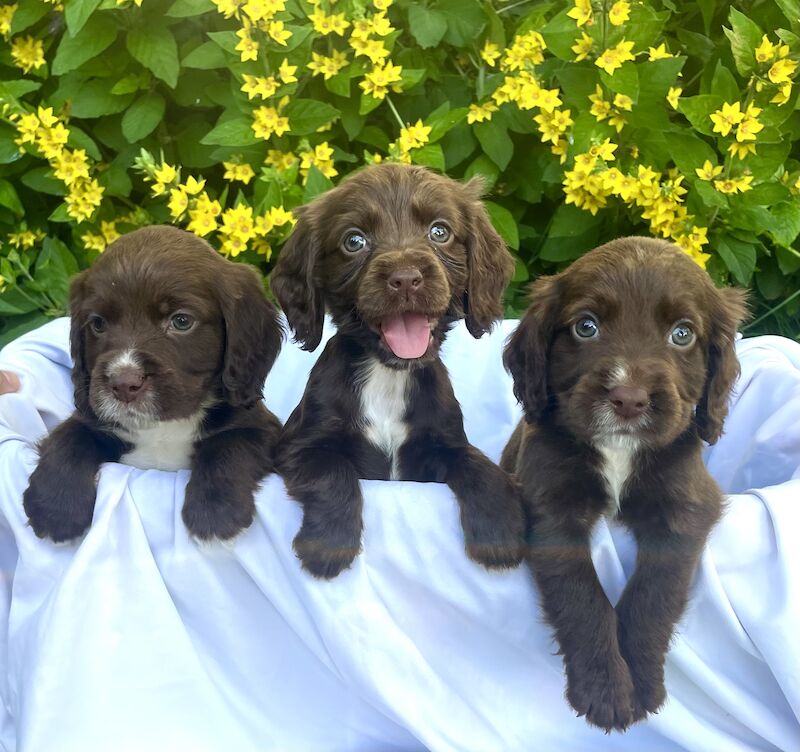 3 adorable cocker spaniels puppies looking for new homes for sale in Ely, Cambridgeshire - Image 1
